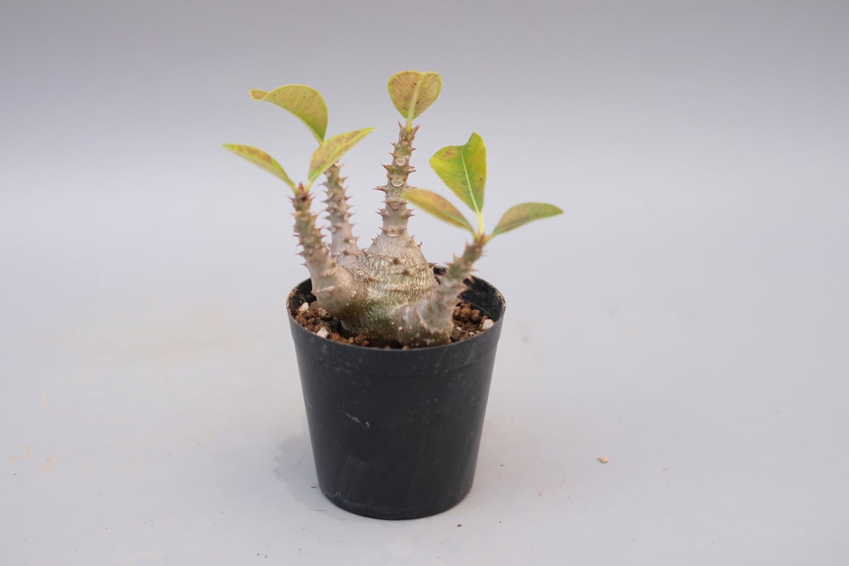 パキポディウム ウィンゾリー 実生株 124 Pachypodium windsorii |
