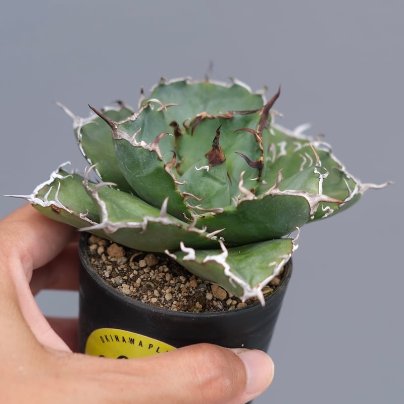 アガベ チタノタ 白鯨 Agave titanota white whale 220 | Su