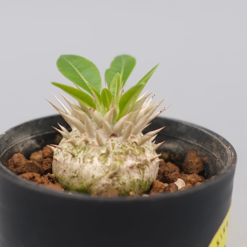 パキポディウム エニグマチカム 実生株 Pachypodium enigmaticum 007
