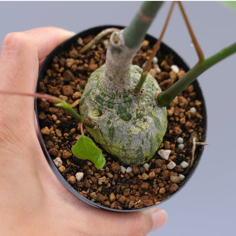 まんまる型 プセウド ボンバックス 049 Pseudobombax ellipticum |