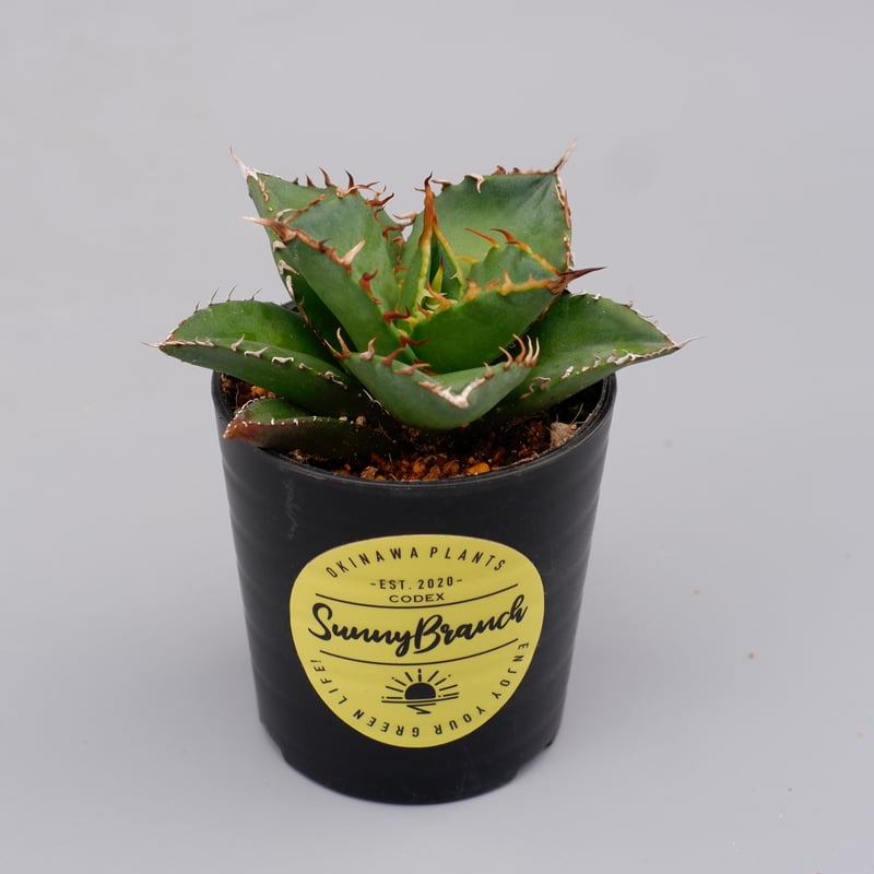 アガベ チタノタ 海王 Agave titanota 海王 004 | Sunny Branch