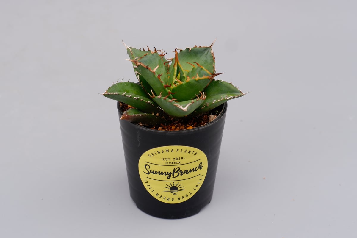アガベ チタノタ 海王 Agave titanota 海王 004 | Sunny Branch