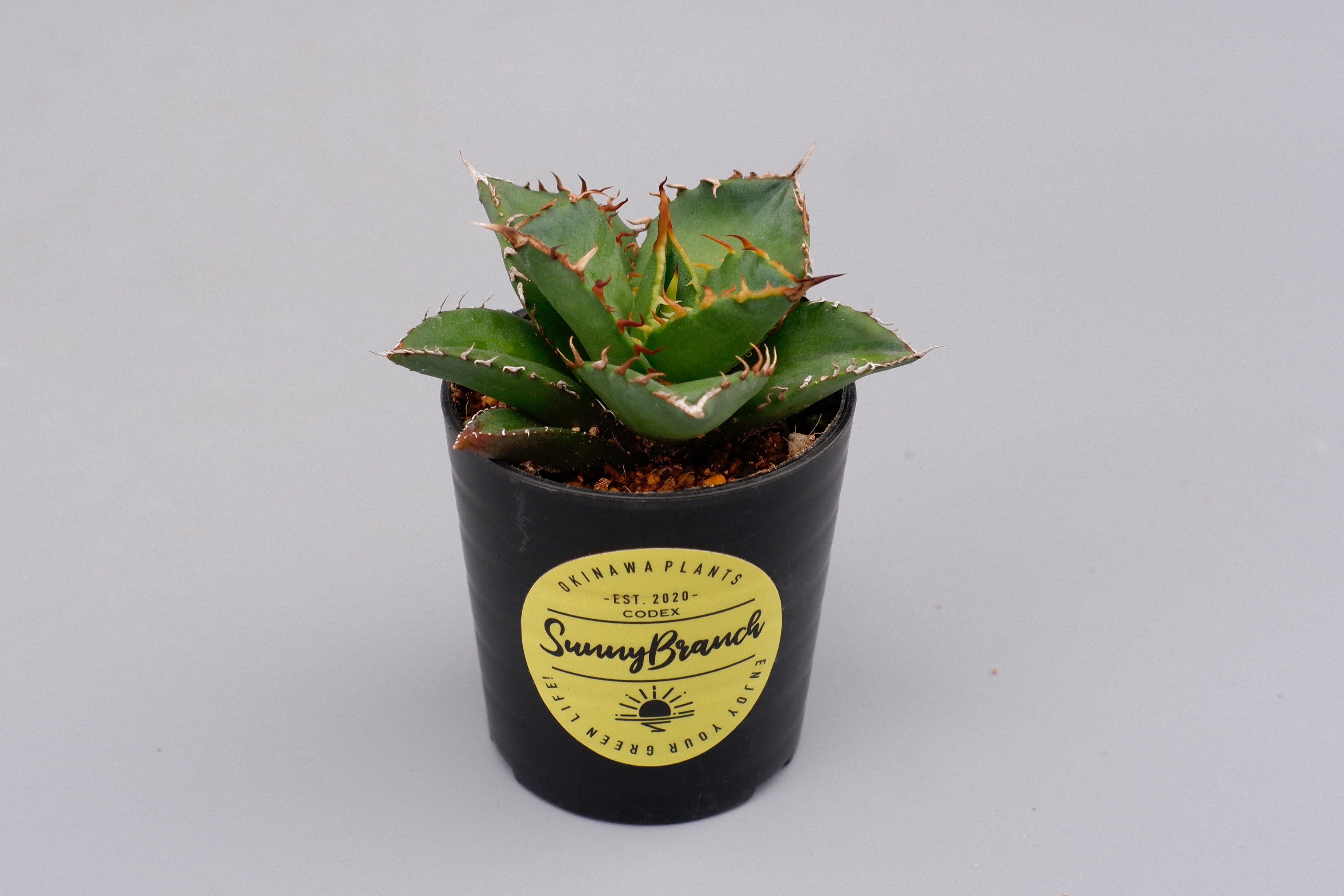 アガベ チタノタ 海王 Agave titanota 海王 004 | Sunny Branch