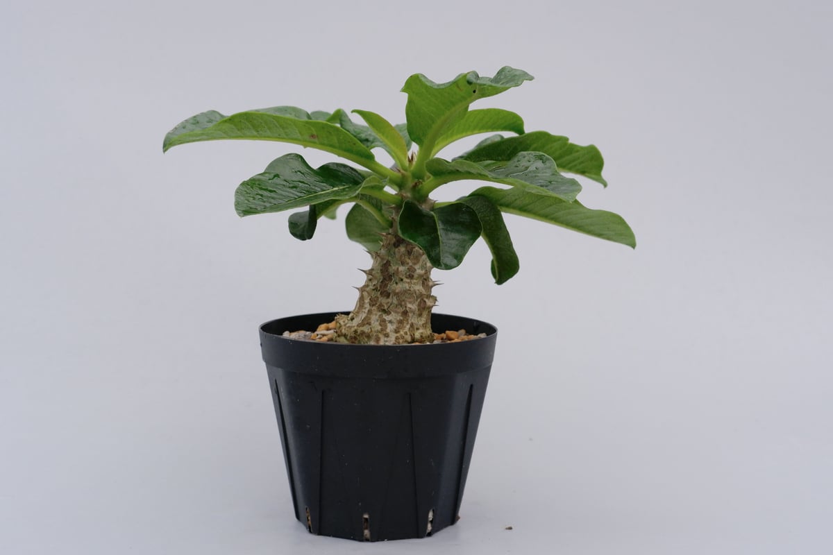 パキポディウム　ウインゾリー 3 パキポディウム・ウィンゾリー(Pachypodium windsorii
