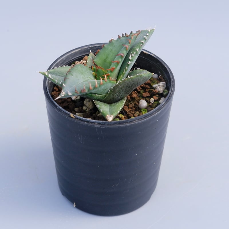 アガベ チタノタ 海王 Agave titanota 海王 001 | Sunny Branch