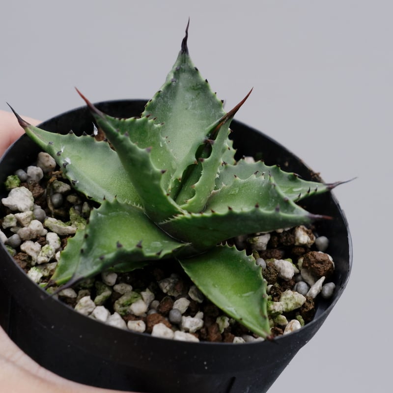 アガベ サロモニー・アガベ マグニフィカ 002 Agave salomonii