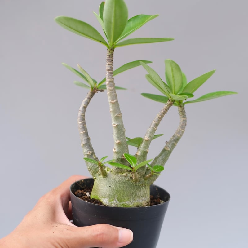アデニウム アラビカム PNW 実生株 Adenium arabicum Phet na wa
