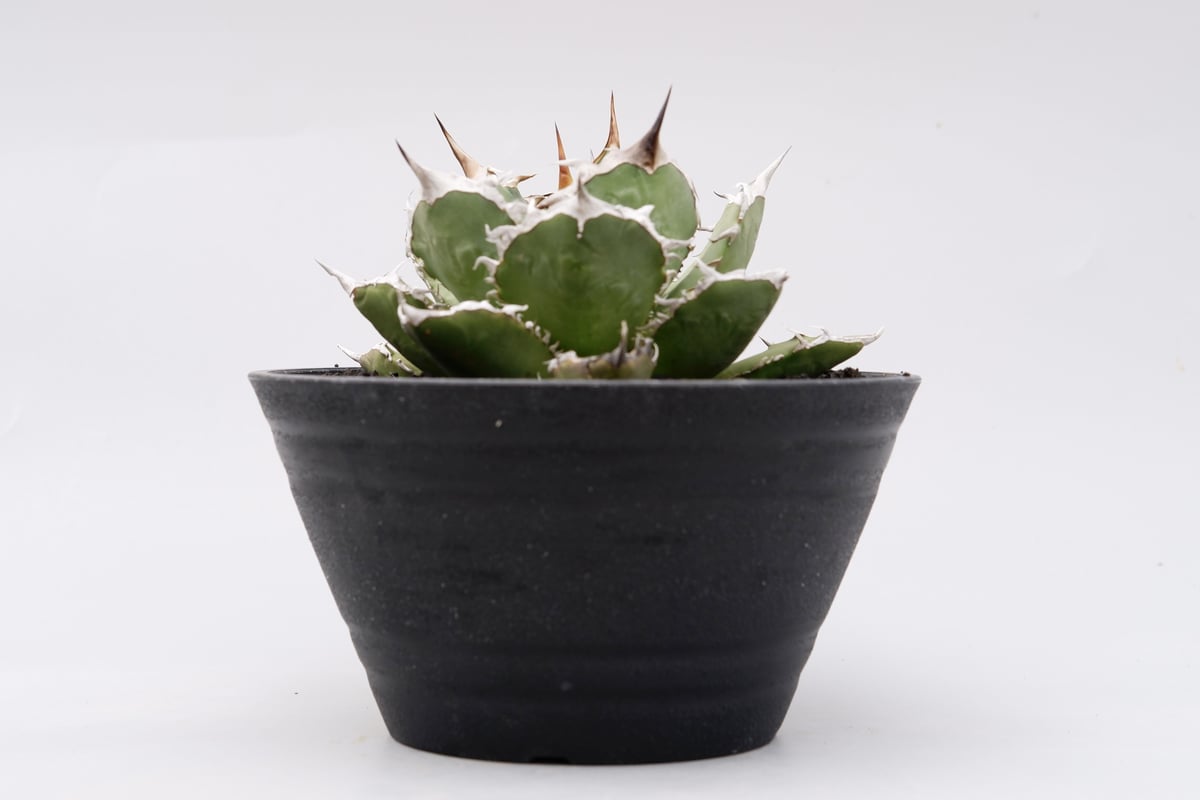 アガベ チタノタ 烈焔 002 Agave titanota 烈焔 | Sunny Branch アガベ チタノタ 烈焔 002 Agave titanota 烈焔 | Sunny Branch