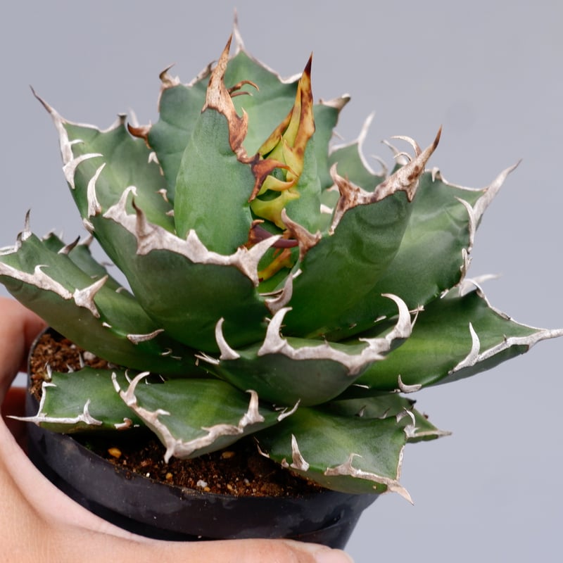 アガベ チタノタ crazy クレイジー - アガベ安く 買う 方法 アガベ