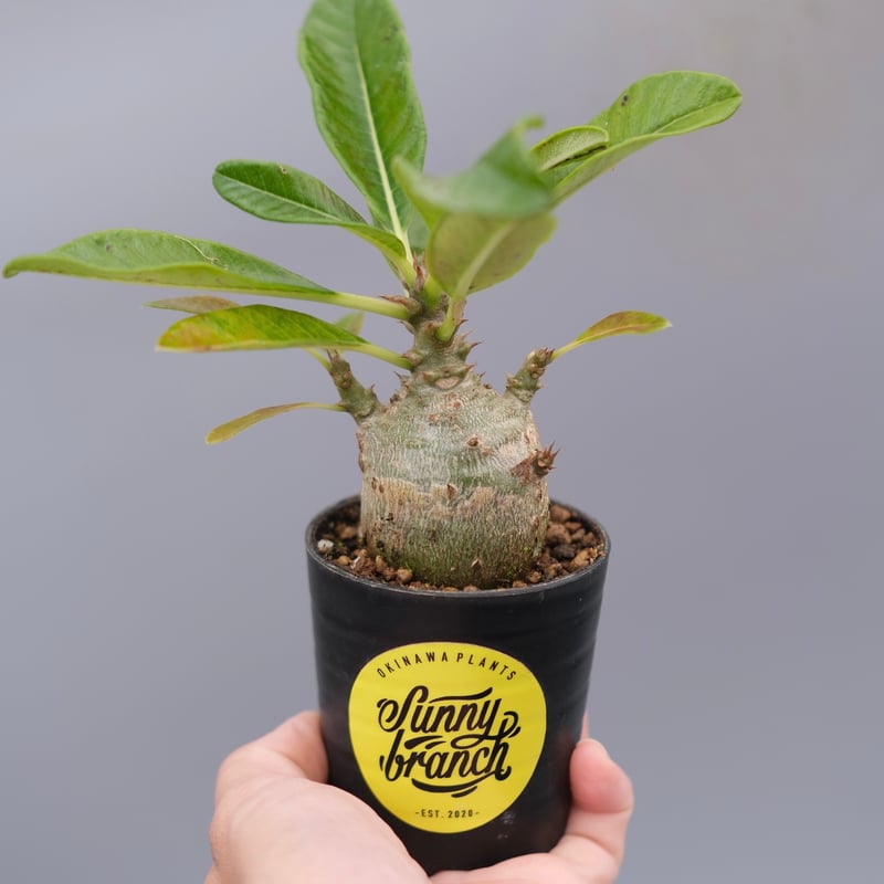 パキポディウム ウィンゾリー 実生株 120 Pachypodium windsorii |