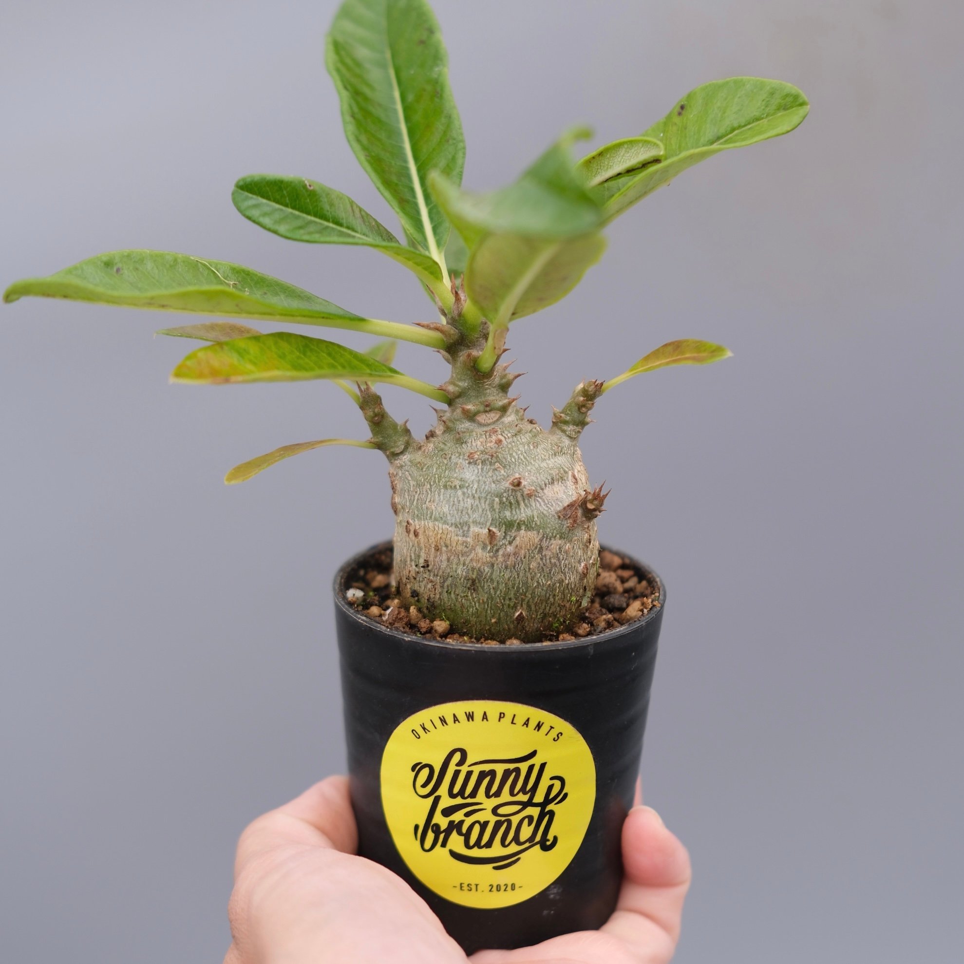 2020 美株　パキポディウム ウィンゾリー 国内実生 パキポディウム ウィンゾリー 実生株 120 Pachypodium windsorii |