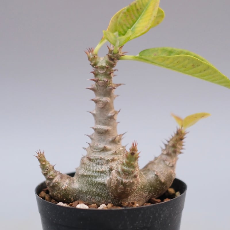 パキポディウム ウィンゾリー 実生株 122 Pachypodium windsorii |