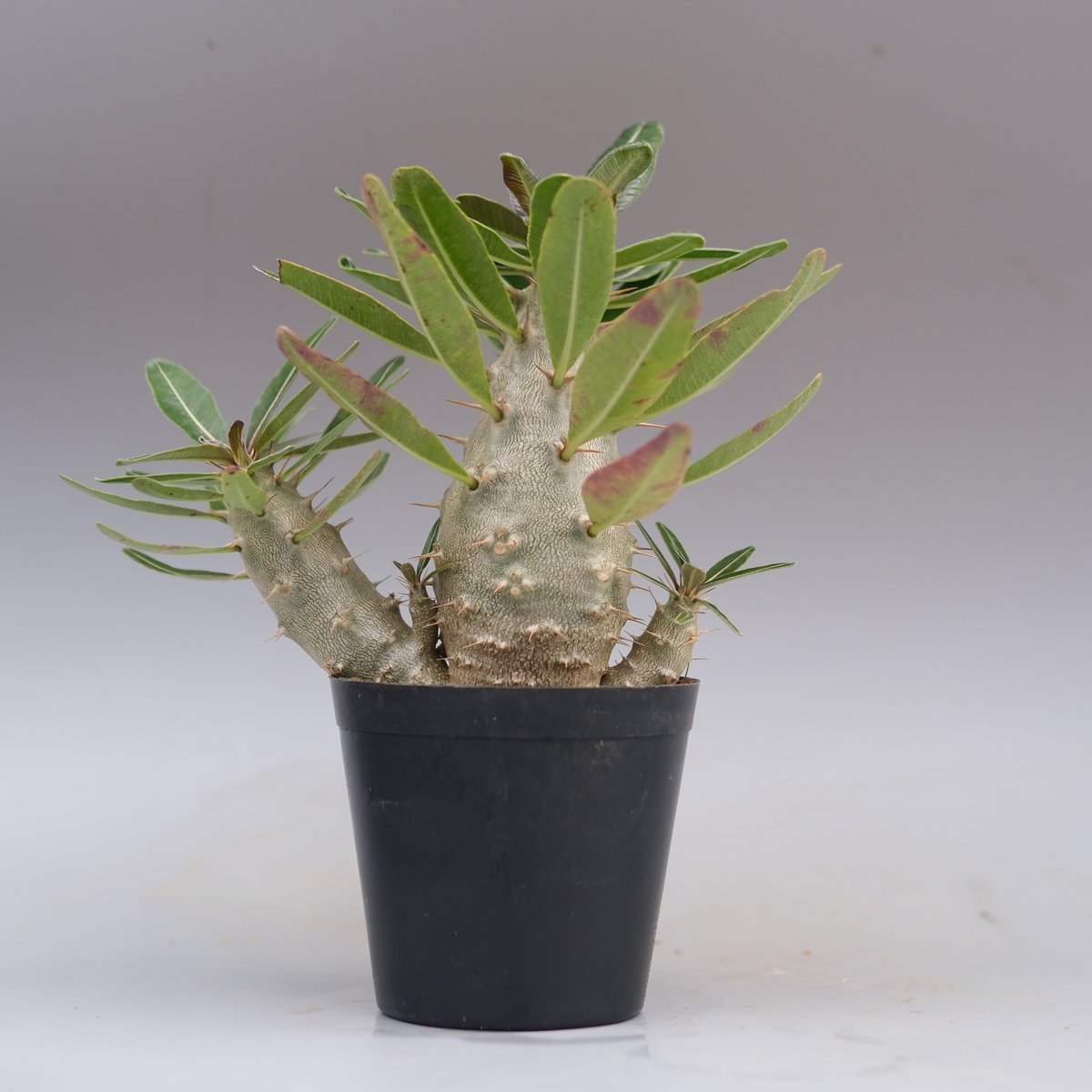 パキポディウム カクチペス 実生株 032 Pachypodium cactipes | Su