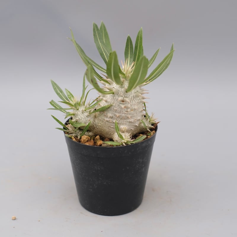 パキポディウム エブレネウム 美株 パキポディウム エブレネウム 美株 パキポディウム エブレネウム