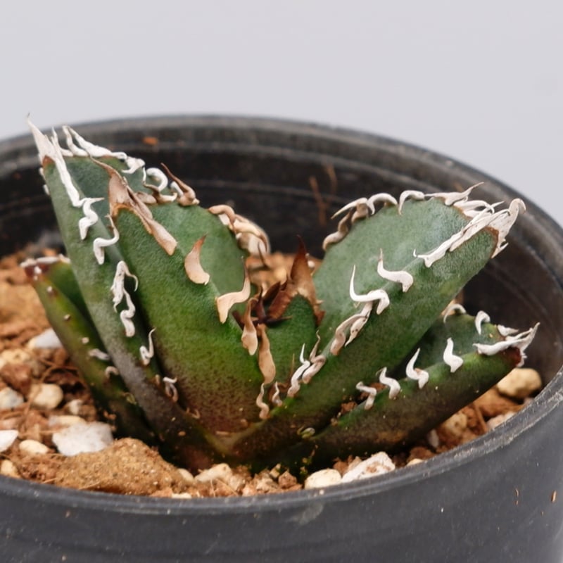 アガベ オテロイ 実生株 Agave oteroi seeding 089 | Sunny