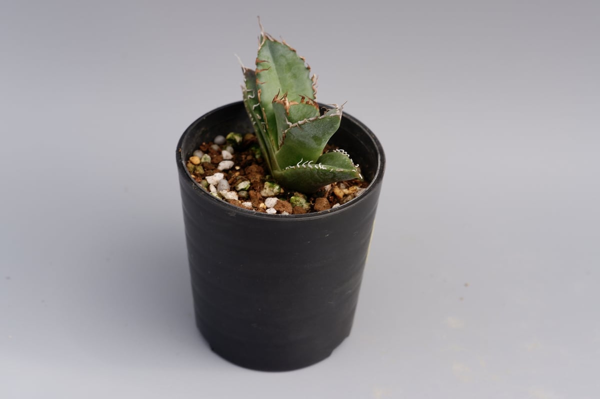 アガベ　オテロイ実生株 アガベ オテロイ 実生株 Agave oteroi seeding 024 | Sunny