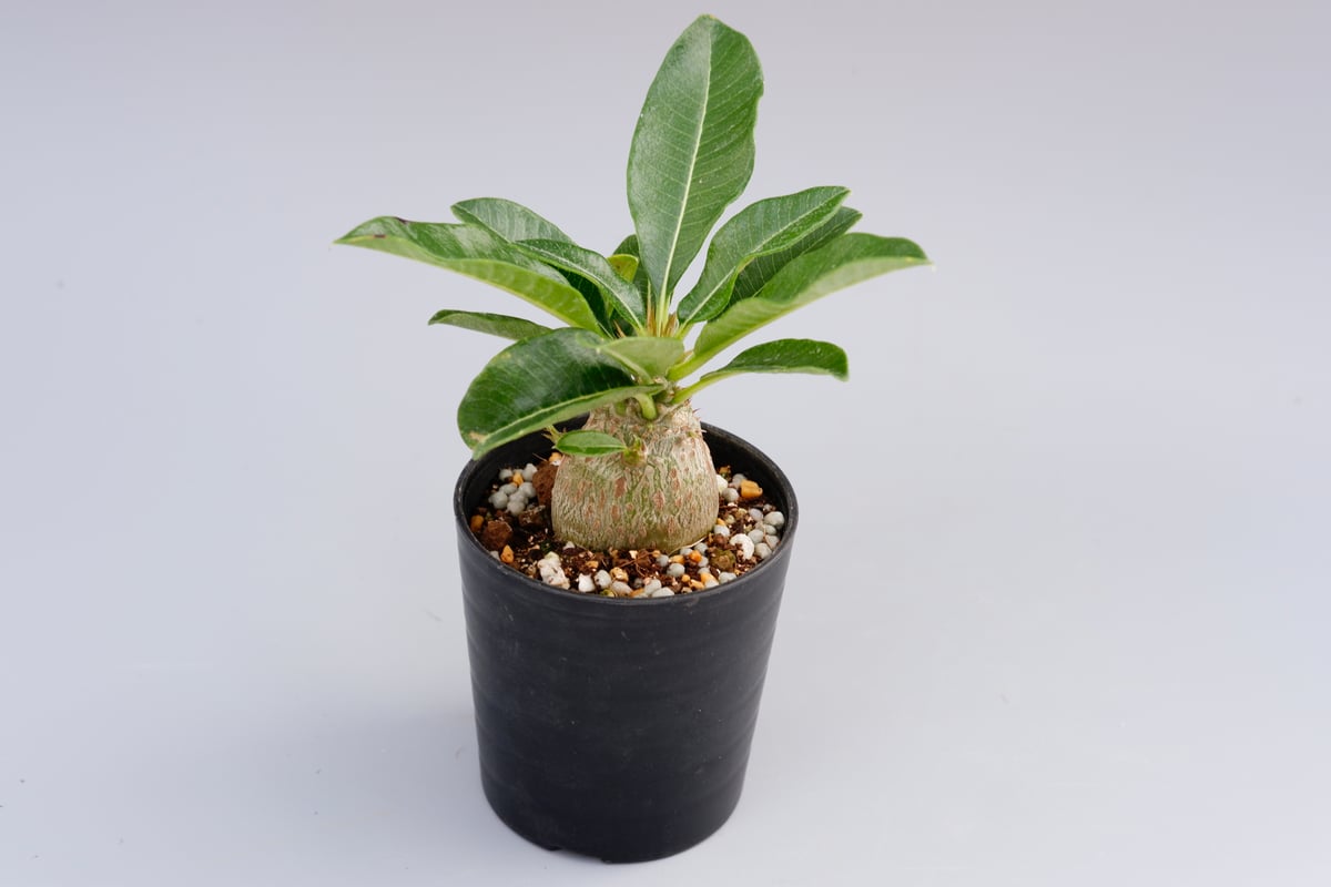 パキポディウム ウィンゾリー 実生株 014 Pachypodium windsorii パキポディウム ウィンゾリー 実生株 014 Pachypodium windsorii