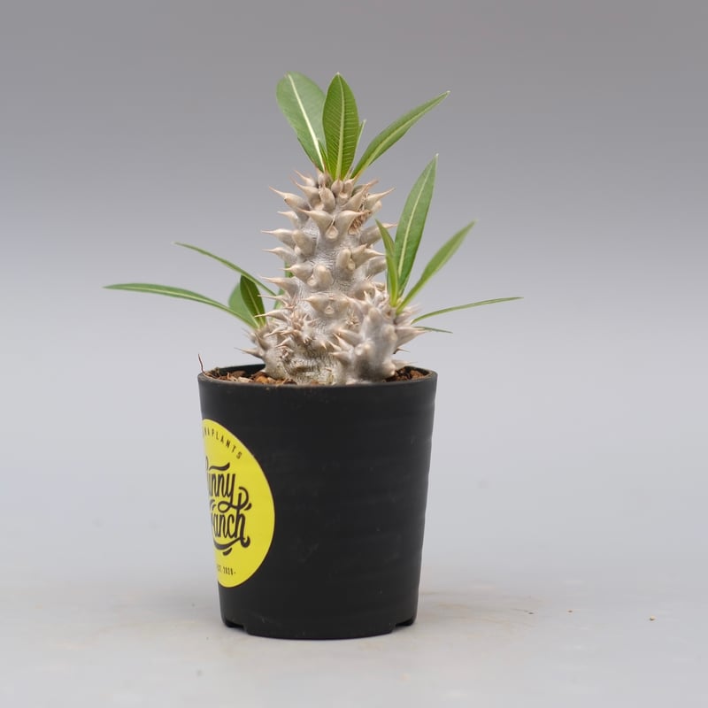 パキポディウム ホロンベンセ 実生株 004 Pachypodium horombense |