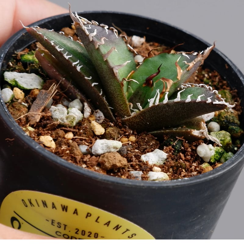 アガベ チタノタ シーザー Agave titanota caesar 049 | Sunny