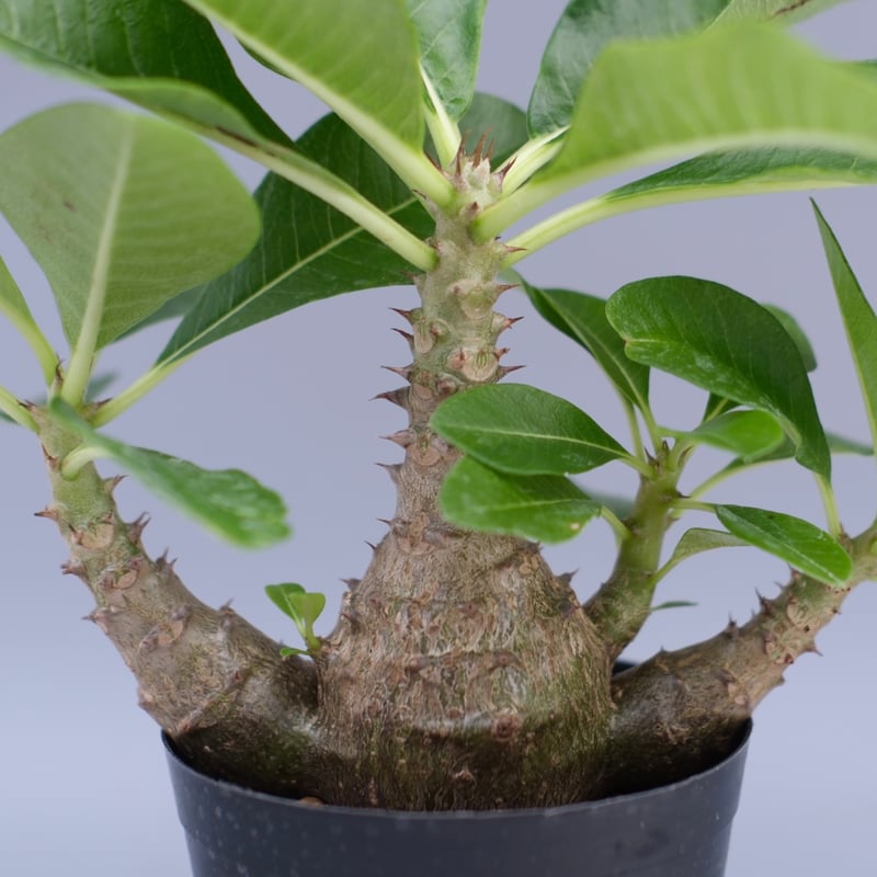 パキポディウム ウィンゾリー 実生株 066 Pachypodium windsorii