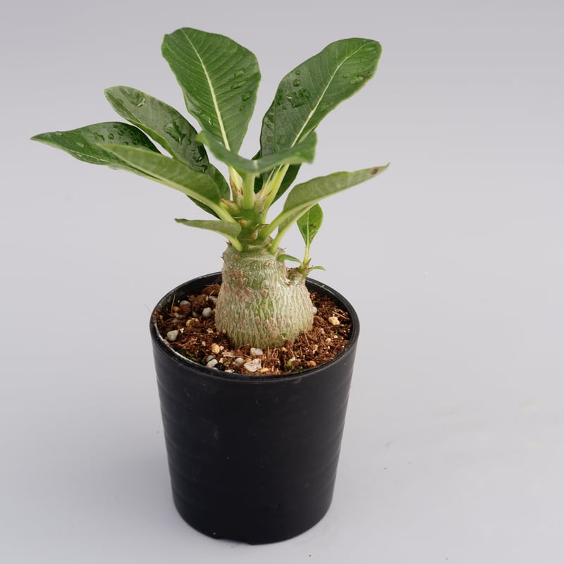 パキポディウム ウィンゾリー 実生株 012 Pachypodium windsorii |