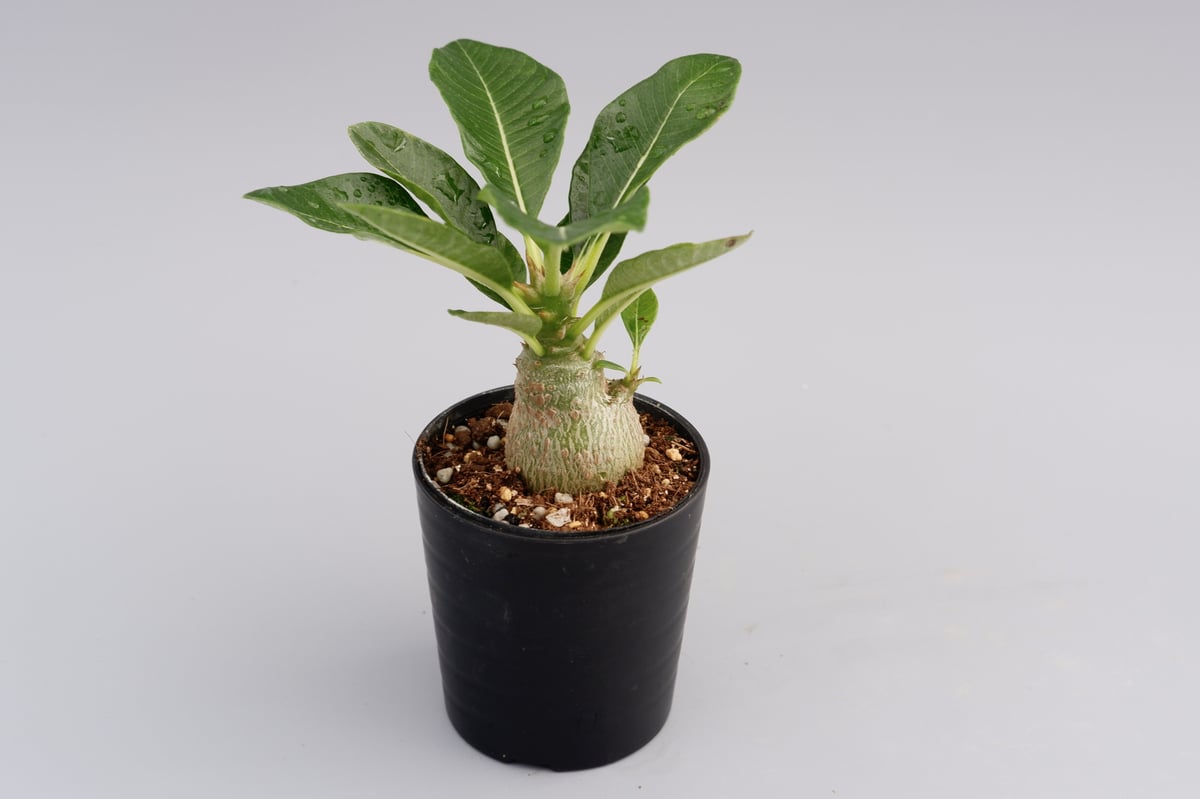 パキポディウム ウィンゾリー 実生株 012 Pachypodium windsorii |