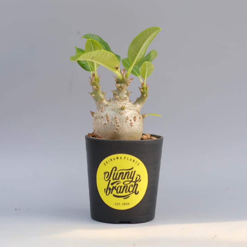 パキポディウム ウィンゾリー 実生株 097 Pachypodium windsorii |