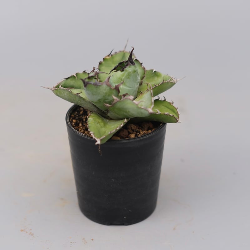 アガベ チタノタ ブラックアンドブルー Agave titanota BB 103 | Sun