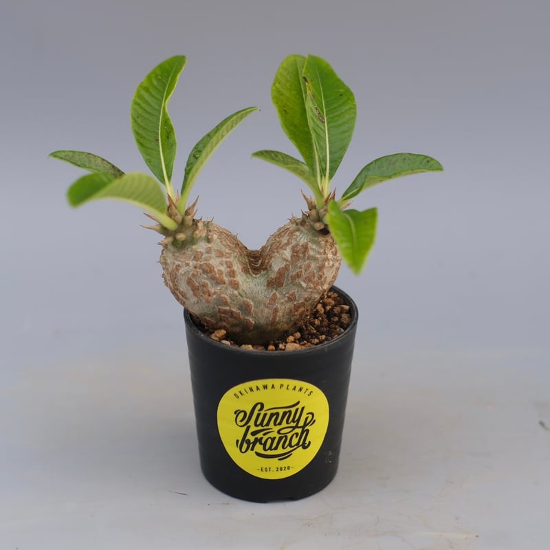 パキポディウム ウィンゾリー 実生株 089 Pachypodium windsorii |