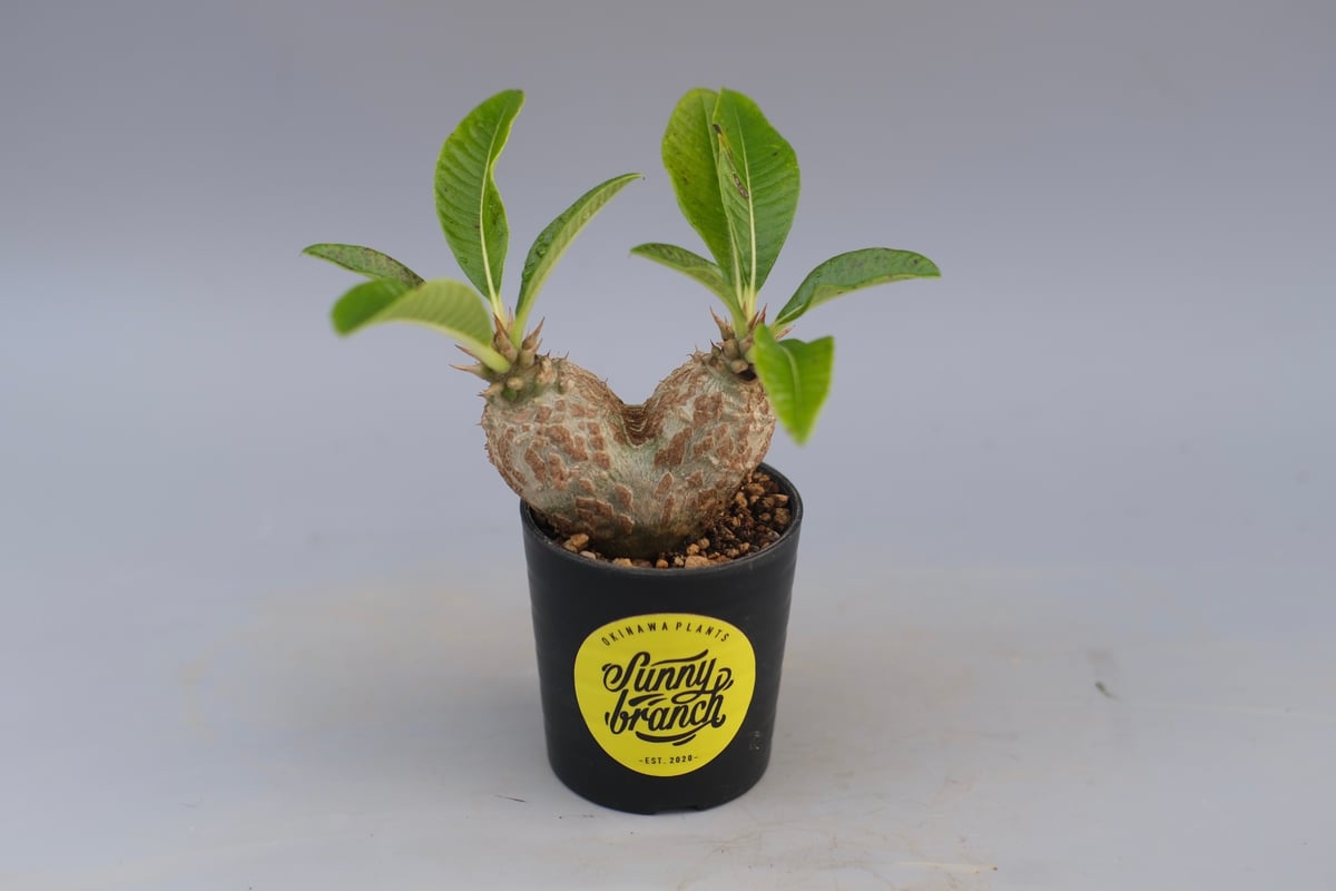 お父ちゃん 出品 パキポディウム ウィンゾリー 実生 お父ちゃん様 専用 出品 パキポディウム ウィンゾリー 実生