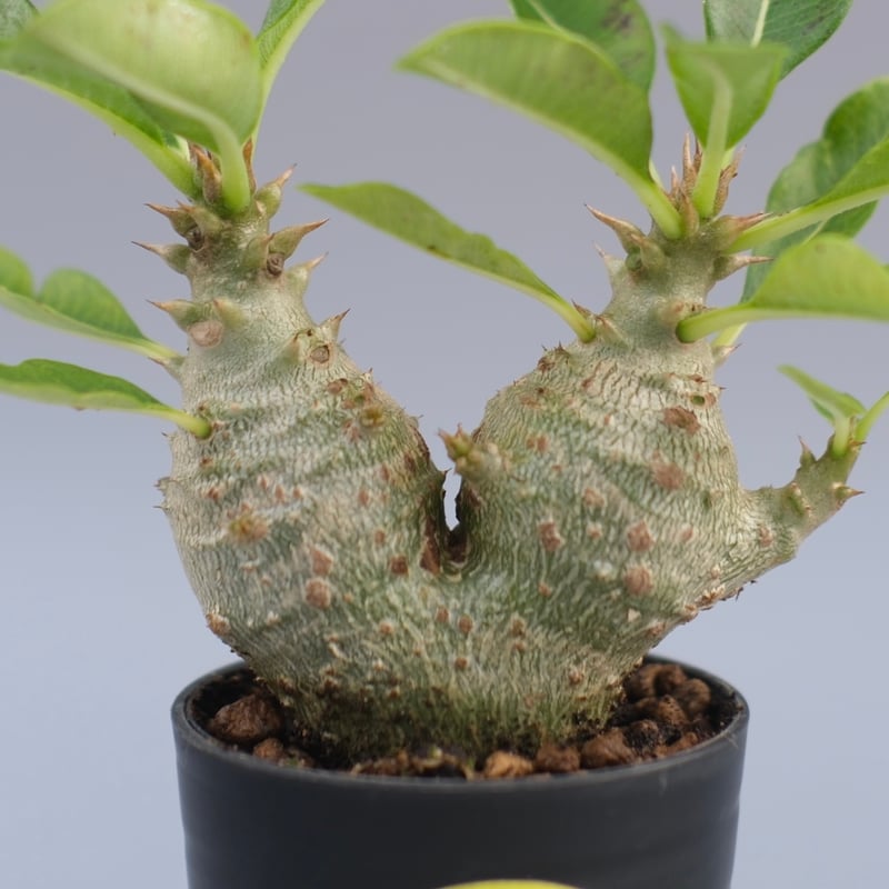 パキポディウム・ウィンゾリー　実生　24-1,2 2株セット パキポディウム ウィンゾリー 【実生】GM2402207 | RAFLUM / ラフラム