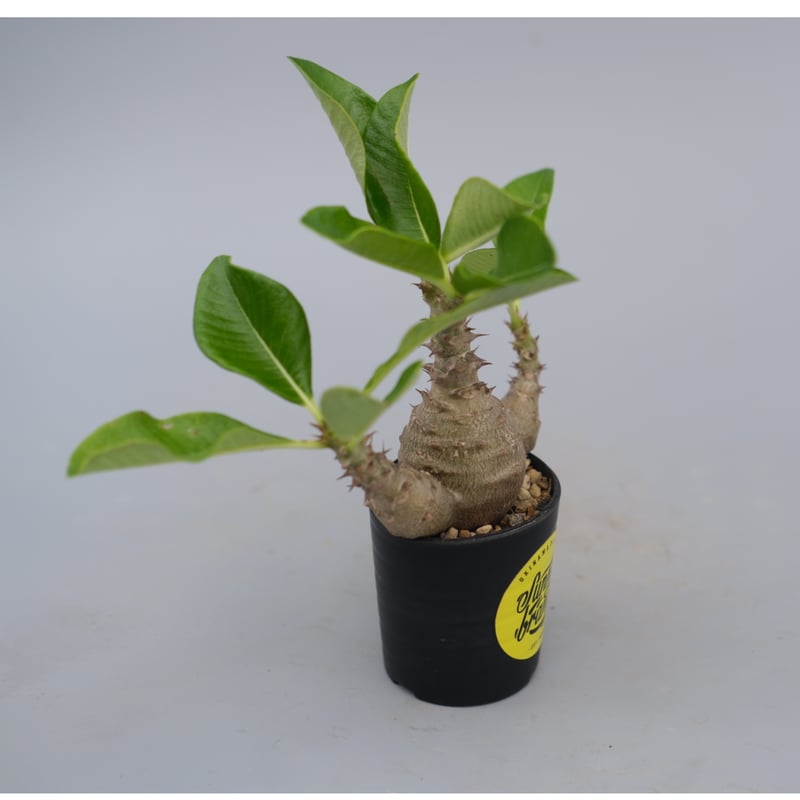 パキポディウム ウィンゾリー 実生株 074 Pachypodium windsorii |