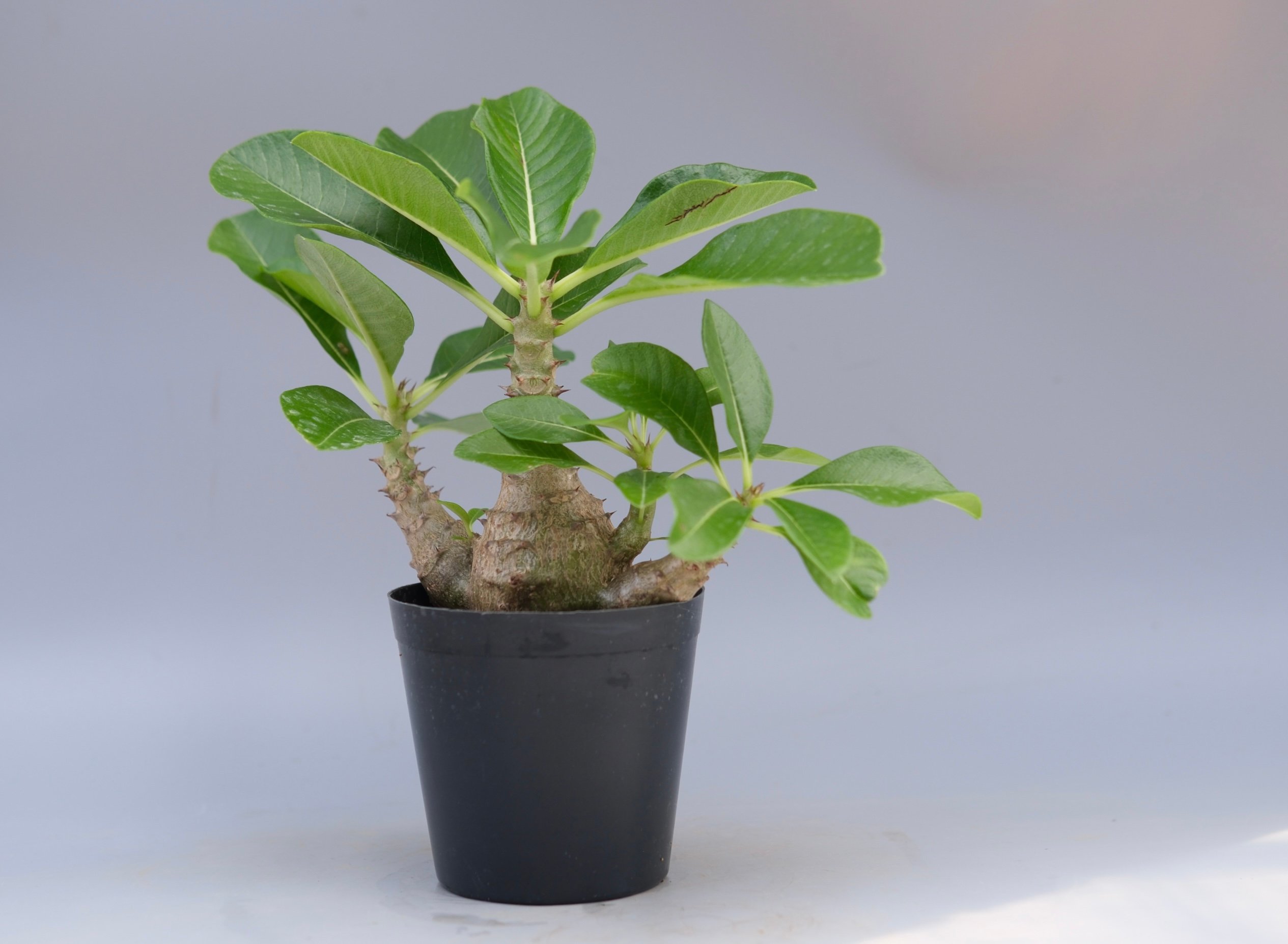 パキポディウム ウィンゾリー 実生株 066 Pachypodium windsorii |