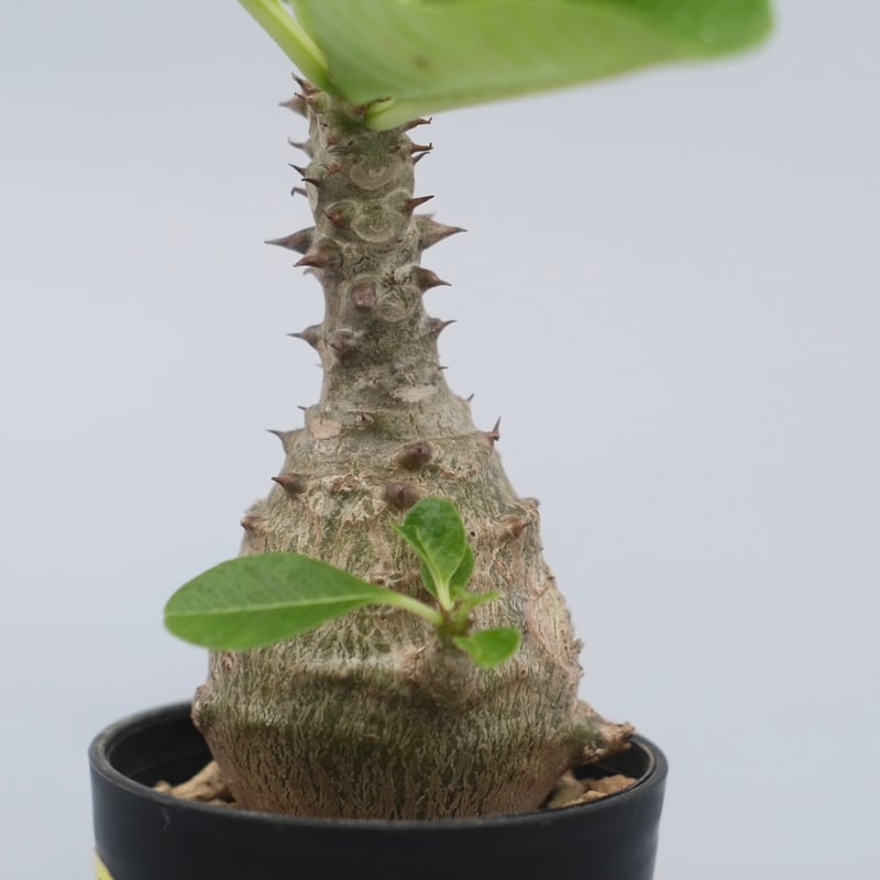 パキポディウム ウィンゾリー 実生株 070 Pachypodium windsorii |