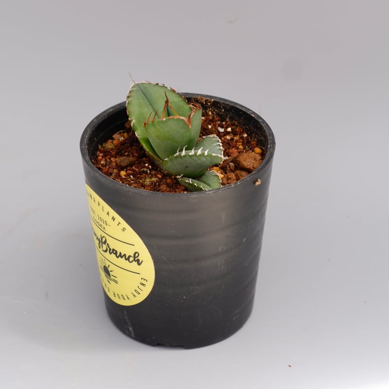 アガベ オテロイ 実生株 Agave oteroi seeding 100 | Sunny アガベ オテロイ 実生株 Agave oteroi seeding 100 | Sunny