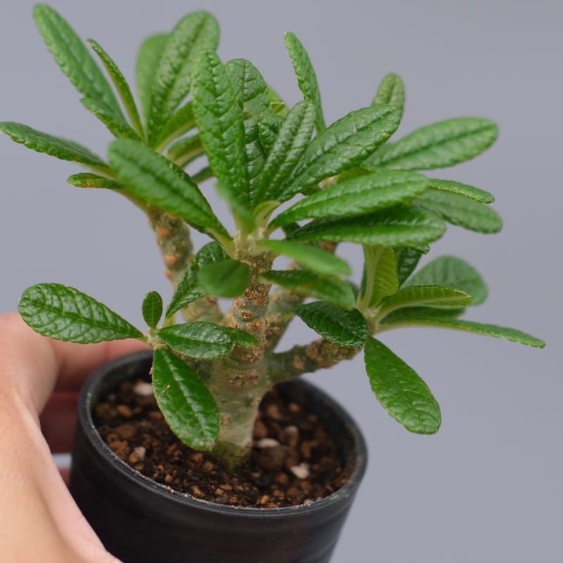ドルステニア ギガス042 Dorstenia gigas | Sunny Branch ドルステニア ギガス042 Dorstenia gigas | Sunny Branch