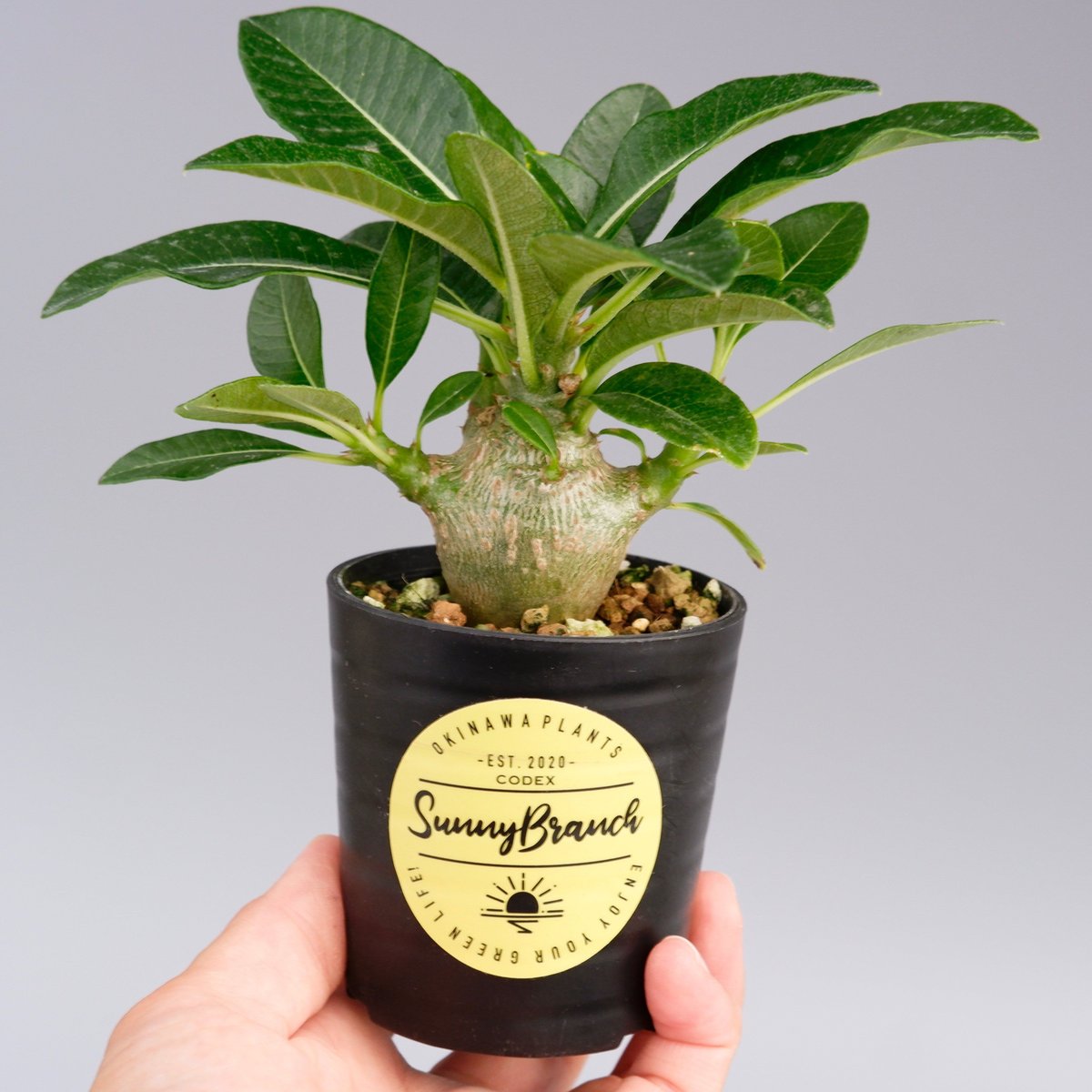 じぇむさんウィンゾリー パキポディウム ウィンゾリー 006 Pachypodium windsorii | Sunn