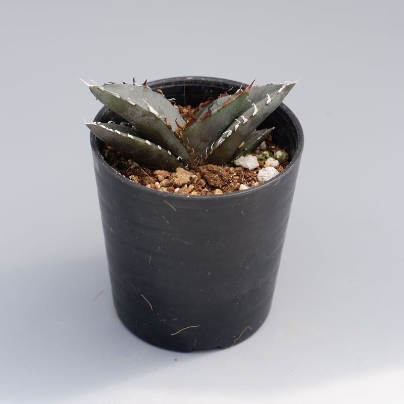 【専用お父ちゃん様】アガベ　オテロイ実生 アガベ オテロイ 実生株 Agave oteroi seeding 047 | Sunny