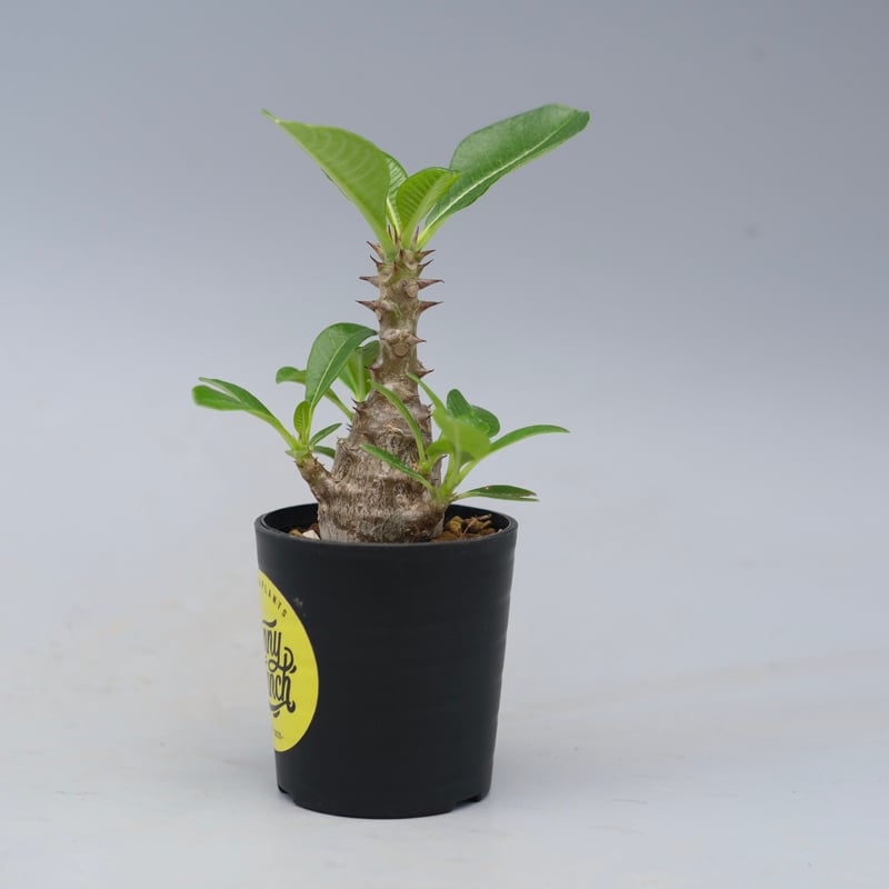 パキポディウム ウィンゾリー 実生株 053 Pachypodium windsorii |