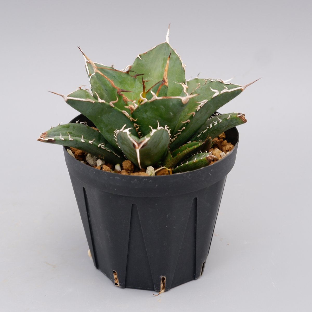 アガベ オテロイ 実生株 Agave oteroi seeding 095 | Sunny