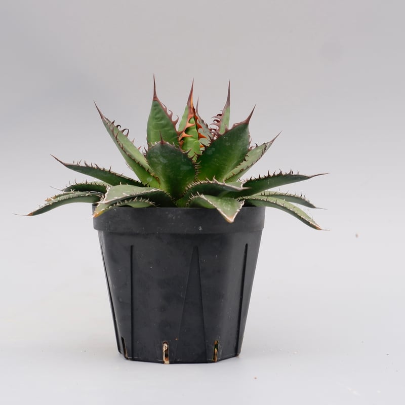 アガベ ホリダ 038 Agave horrida 強棘 | Sunny Branch