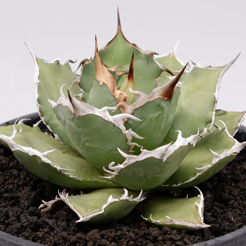 アガベ チタノタ 烈焔 親株 オテロイ アガベ・チタノタ 烈焔（ボールタイプ）中-007｜agave titanota