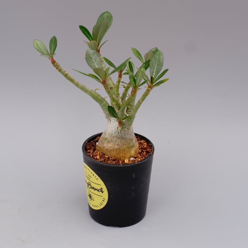 アデニウム ソマレンセ 実生株 Adenium somalense 001 | Sunny