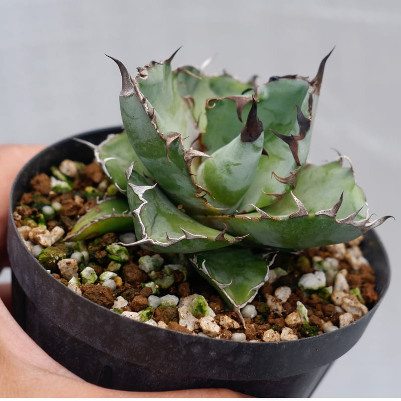 アガベ チタノタ ブラックアンドブルー Agave titanota BB 044 | Sun