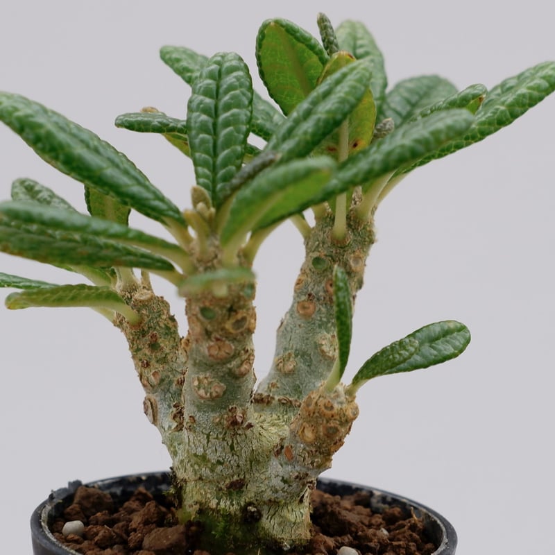 ドルステニア ギガス010 Dorstenia gigas | Sunny Branch