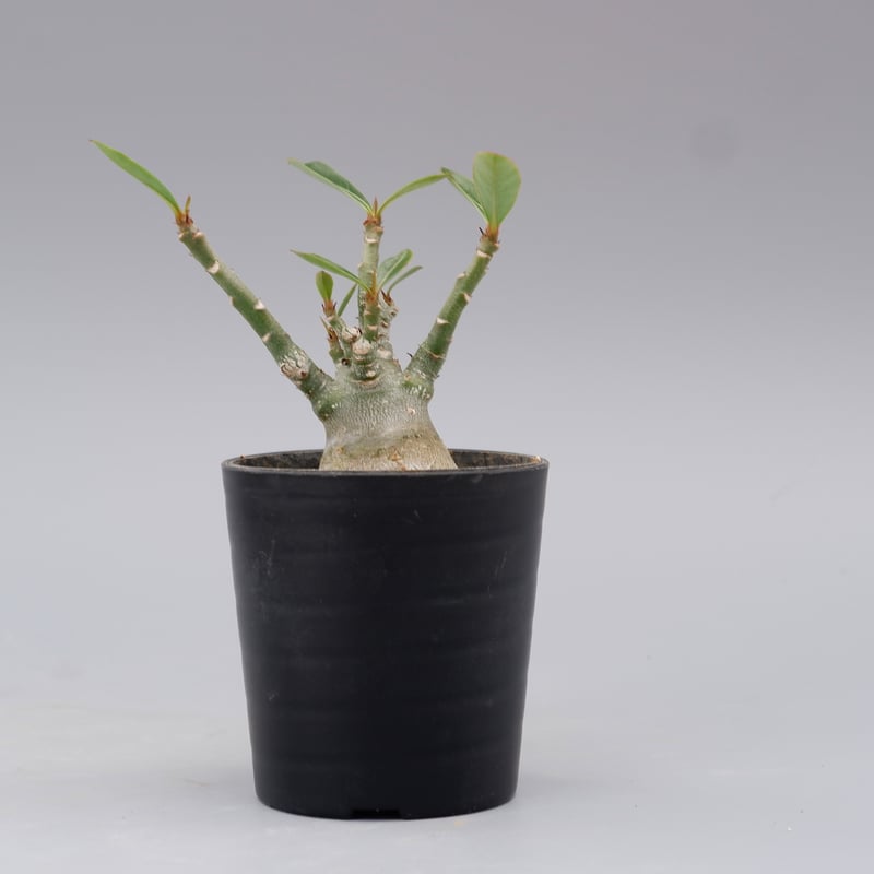 アデニウム ソマレンセ 実生株 Adenium somalense 002 | Sunny
