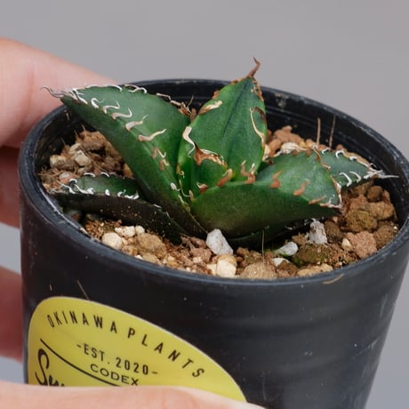 アガベ　チタノタ　チワワ チワワチタノタアガベ多肉植物