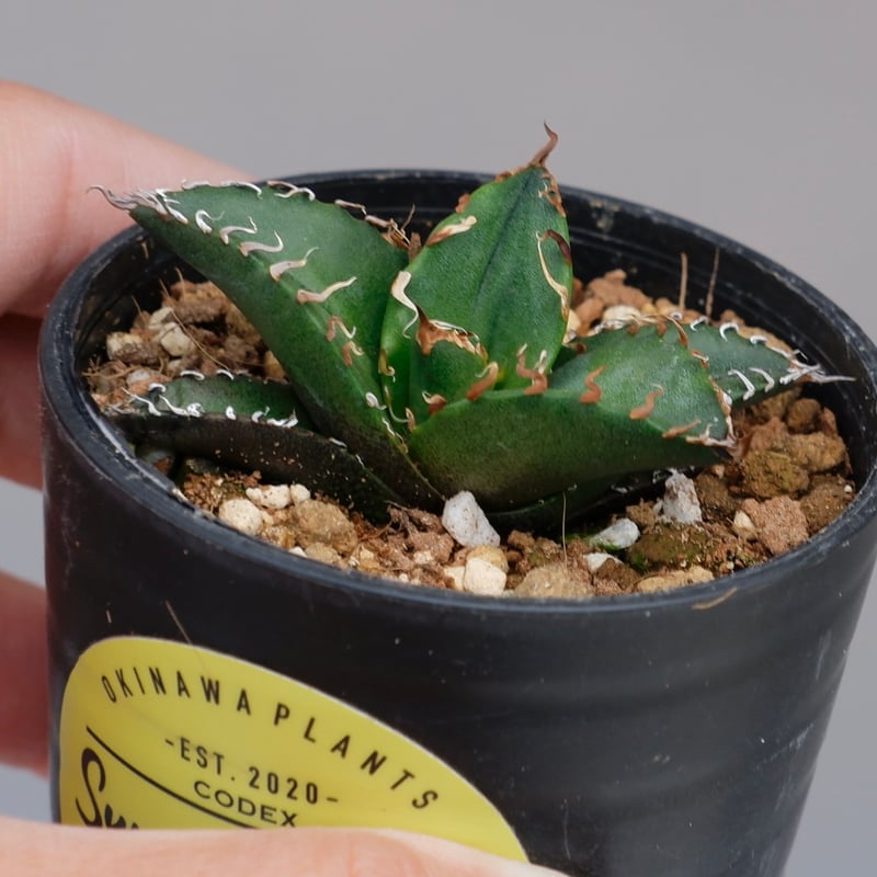 アガベ チタノタ シーザー Agave titanota caesar 098 | Sunny
