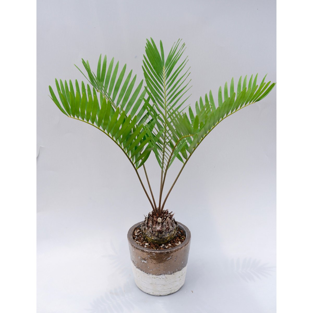 2.5号 フラワー・ガーデニング 現物「ザミア・フロリダーナ」5号