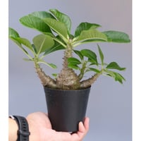 パキポディウム ウィンゾリー 実生株 037 Pachypodium windsorii |